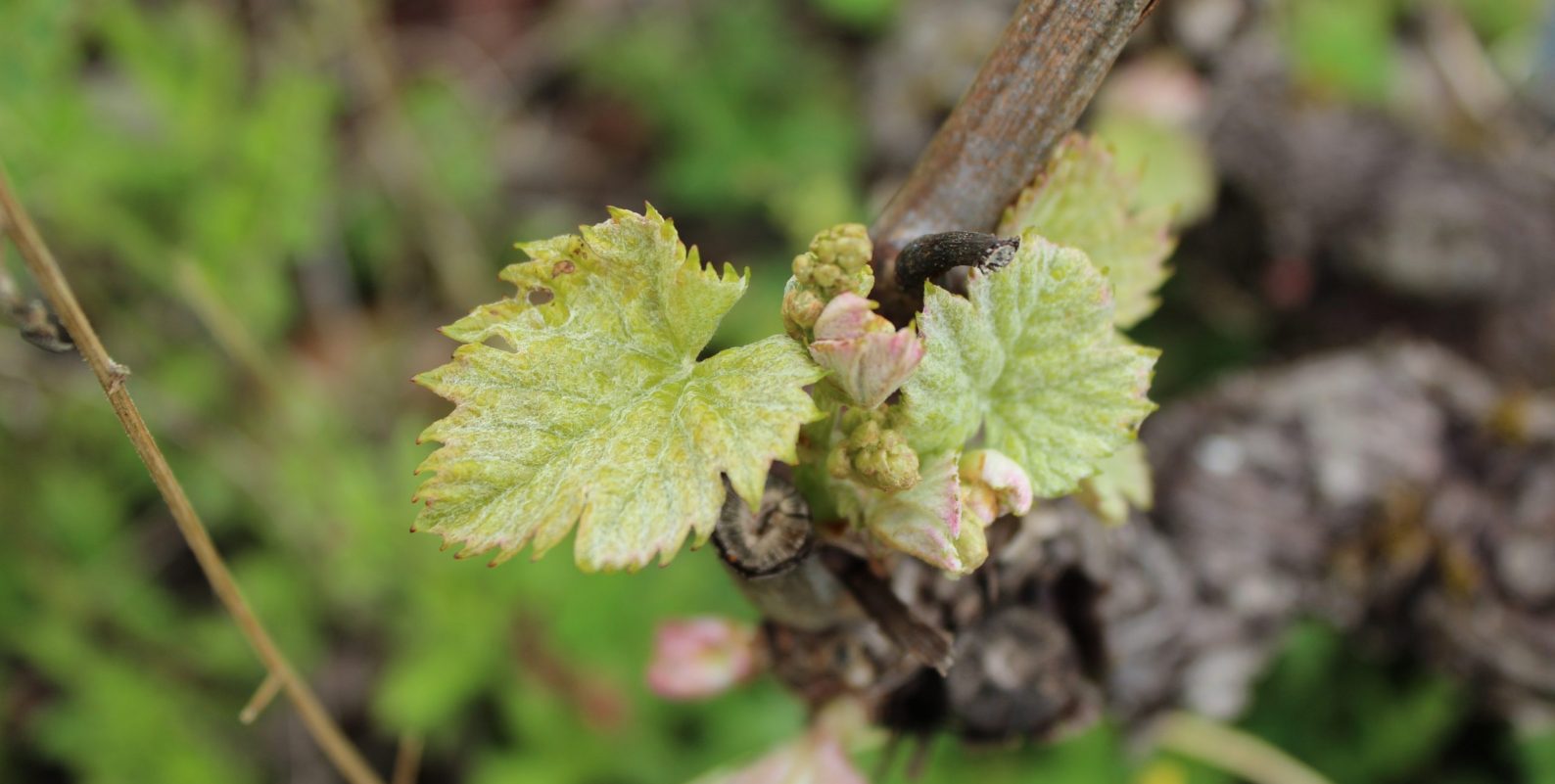 Vigne_2020_IMG_8124