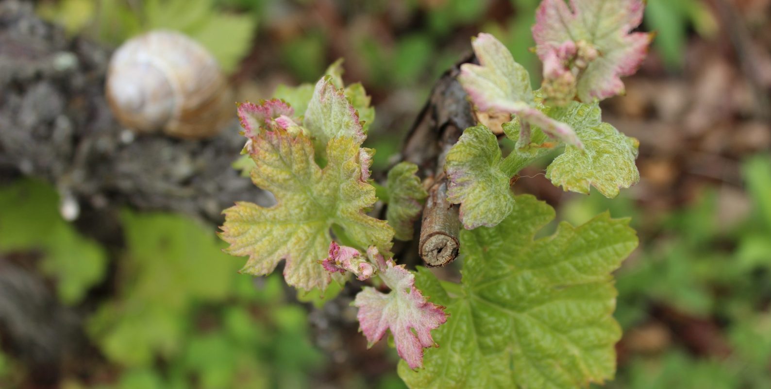 Vigne_2020_IMG_8126