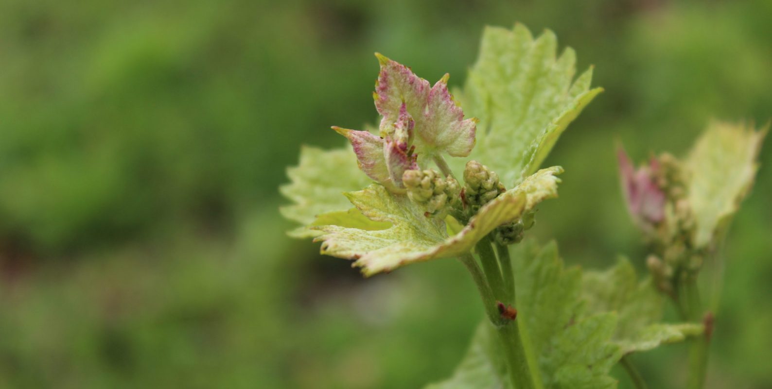 Vigne_2020_IMG_8147