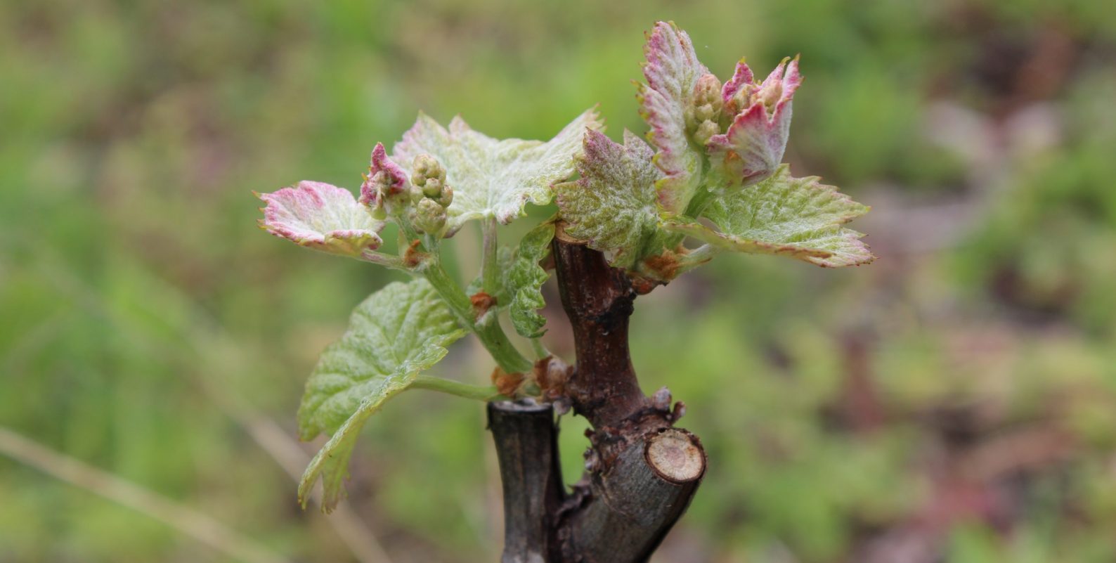 Vigne_2020_IMG_8154